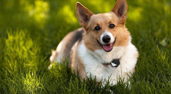 Petfon - Buy Best Pet Trackers & GPS Dog Collars - Smart Pet Device
